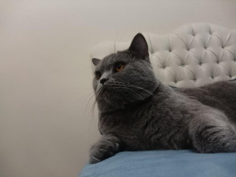 British shorthair kedimize yuva arıyoruz