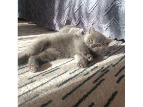 A kalite british shorthair yavru sahiplendirilecek