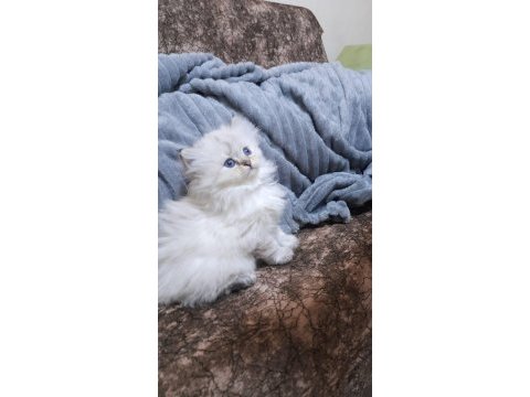 British longhair 2 aylık yavru