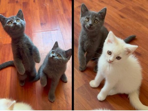 British shorthair sevimli 2 aylık yavrularımız