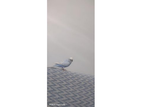 6 aylık erkek ful evcil muhabbet kuşu