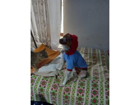 Köpeğimiz fındık kayıp