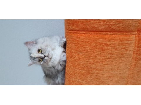 Biblo kadar güzel british longhair