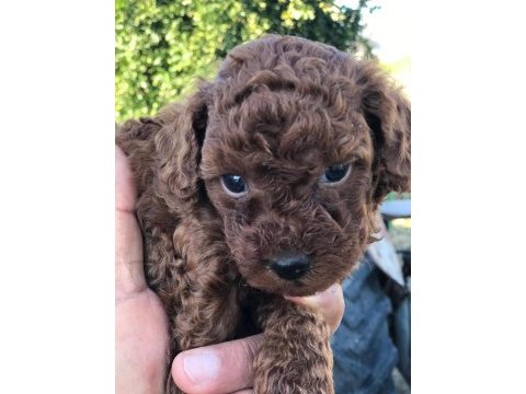 Tea cup poodle yavrular
