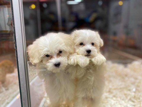 Tüy dökmeyen teacup mini maltese terrier