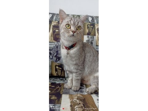 1 yaşında sahibinden british longhair
