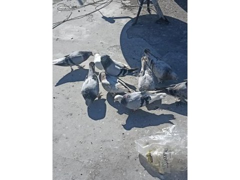 Acilen elinde 13 adet kuş var uygun fiyata verecem