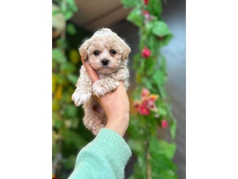 Cinsinin en iyisi maltipoo