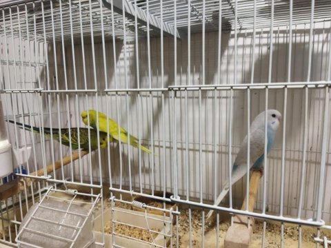 2 çift ve 4 yavru muhabbet kuşu (1 çiftin 4 yavrusu var)