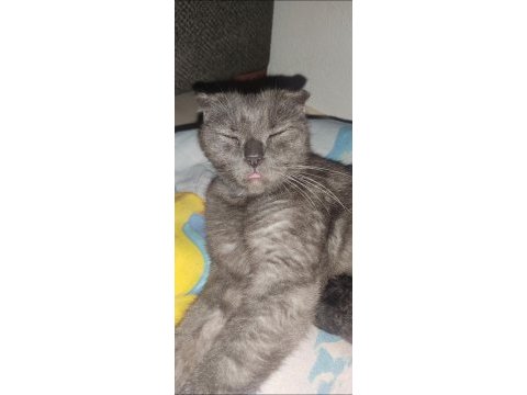 Scottish fold kedim yuva arıyor