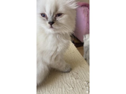 Lynx blue point shorthair ve british longhair bebişler