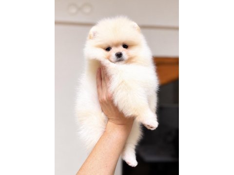 Dişi pomeranian boo köpeği