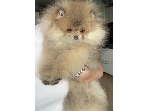 Pomeranian boo harika yavrumuz