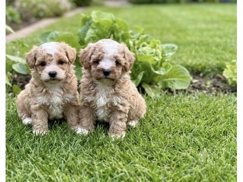 Safkan korekan poodle bebekler
