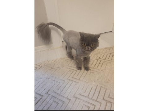 Dişi chinchilla cinsi kedimiz