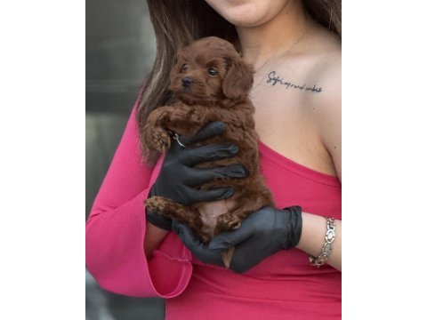Ankaranın en güzel bebek köpekleri