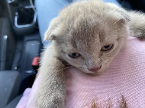 Scottish fold yavru
