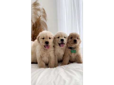 Anatomi harikası golden retriever bebekler