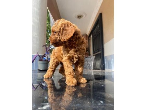 Poodle yavru
