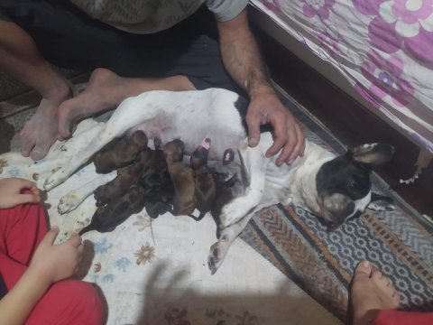 Anne altından 1 haftalık köpekler anne maskeli baba taiger