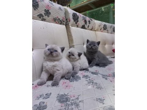 Anne baba yurt dışı kediler formlar muazzam
