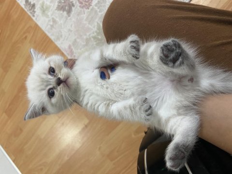British yavru kedi