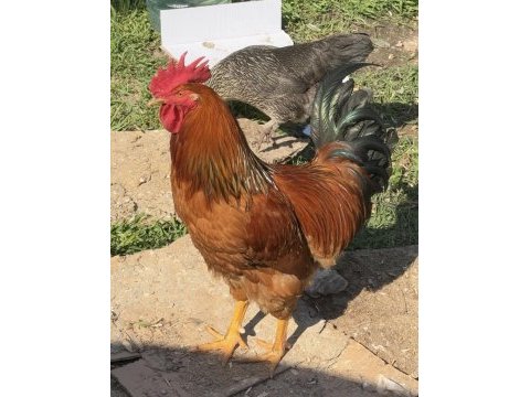 Gsg wyandotte saso horoz