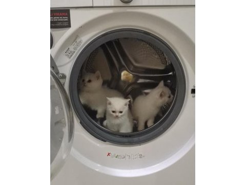 Şecereli oğlumun beyaz british shorthair bebişleri