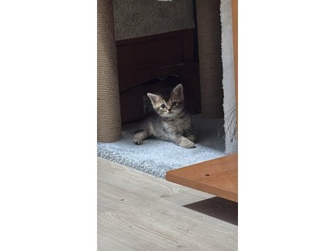 Dişi erkek yavru kediler