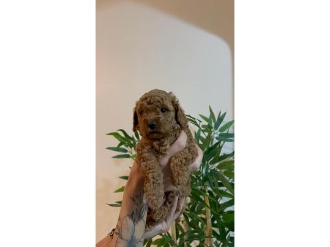 Birbirinden güzel toy poodle bebeklerimiz