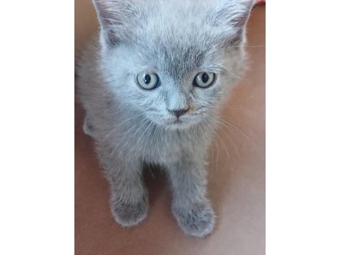 Safkan british shorthair yavrularımız