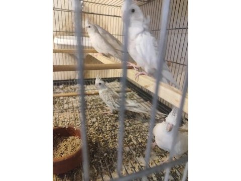 Damızlık sultan papağanları