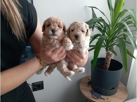Muhteşem maltipoo bebekler