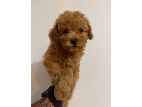 Harika poodle bebekler