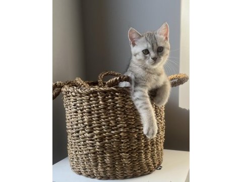 2 aylık british shorthair