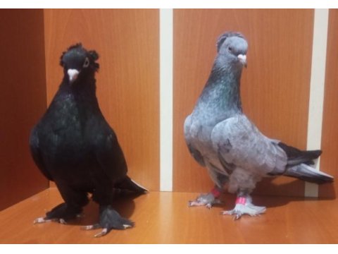 Üst düzey oyun kuşları