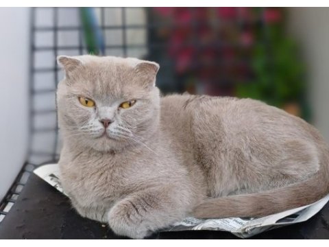 Sağlıklı dişi scottish fold
