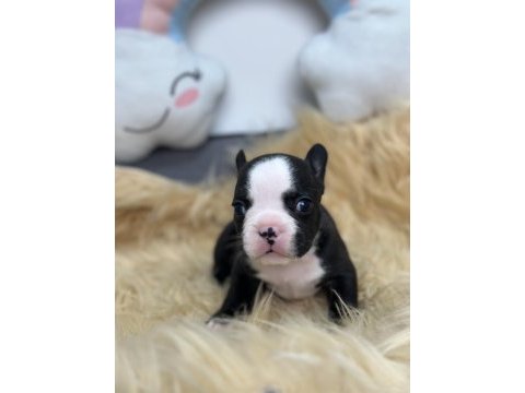 Harika anatomiye sahip french bulldog yavrularım