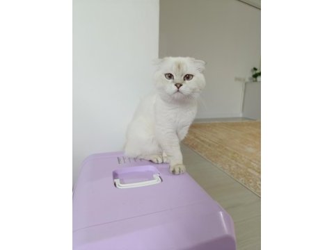 Mükemmel güzellikte scottish fold