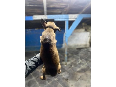 Safkan belçika malinoisler