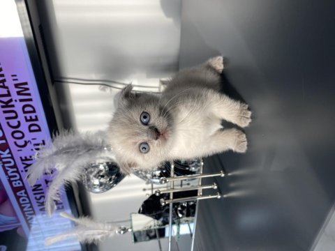 13 şubat doğumlu dişi ve erkek scottish fold