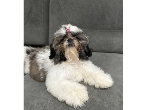 A şesece shıh tzu çocuklarımız hazır