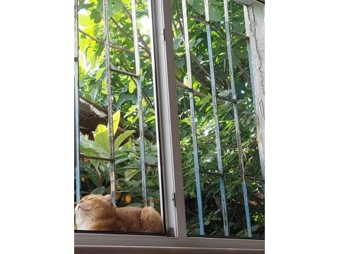 Scottish fold 1.3 yaşında
