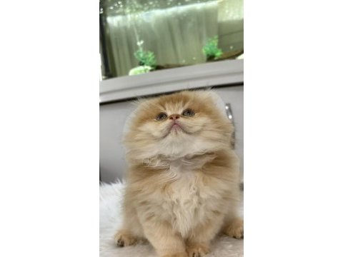 Golden british longhair