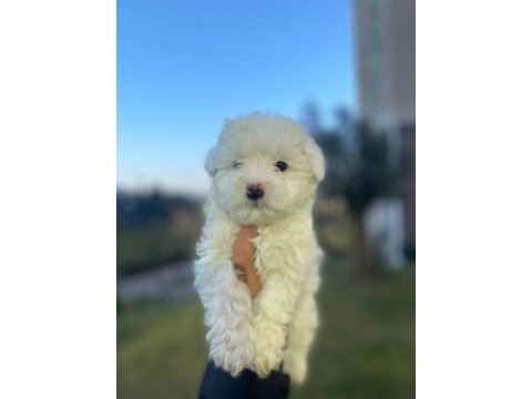 A kaliteli maltese terrier yavruları