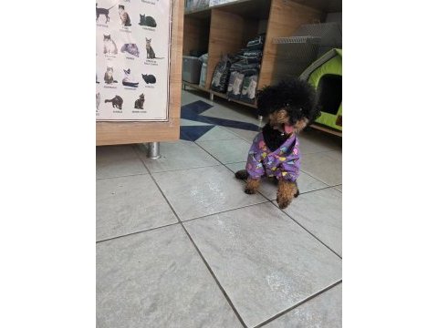 9 aylık dişi eğitimli çok özel toy poodle