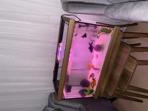 14 adet balık hızlı olan kazanır