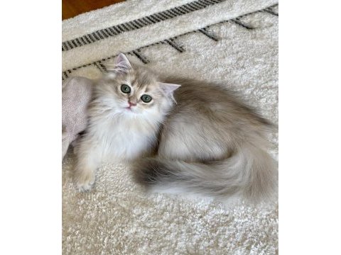Safkan british longhair blue golden erkek yavru