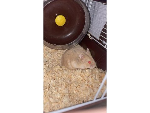 Acil bebek hamster yuva aranıyor