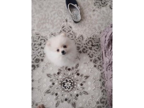 5 aylık pomeranian boo